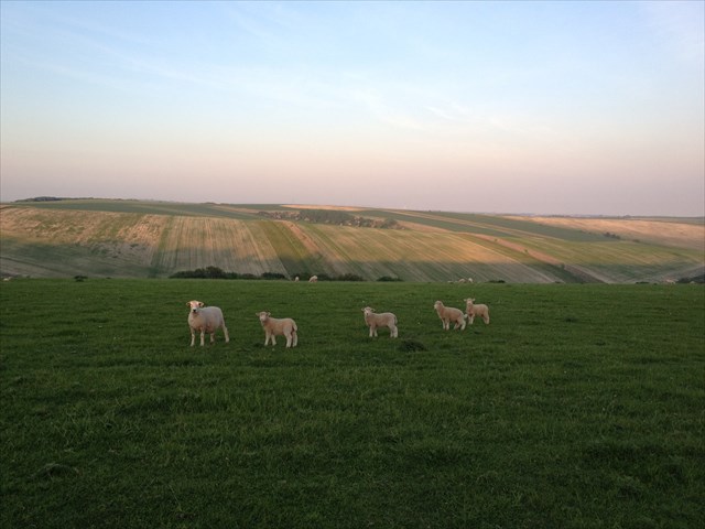 Sheep valley