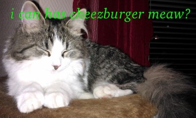 i can has cheezburger now?