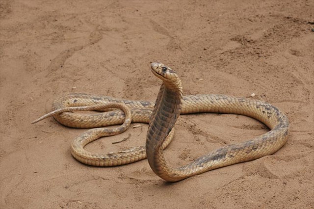 serpent-2.jpg
