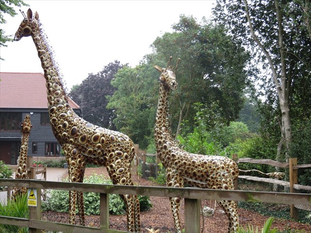 Giraffes in Send
