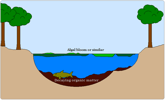 Organic and Other Sediments Accumulate