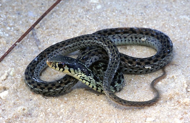Gc4bg64 Dwt Garter Snake Traditional Cache In Florida United