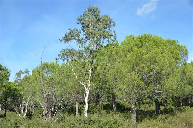 Les eucalyptus