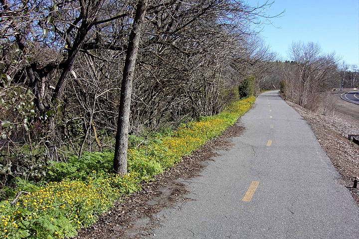 Alamitos Creek Trail