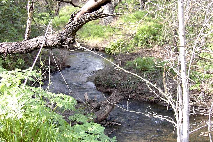 Calero Creek