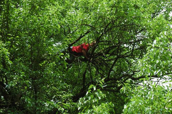 Hidden Geocache in the Forest Stock Photo - Image of tree, hidden: 51405852
