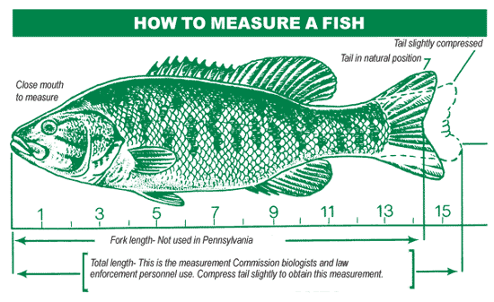 Measure a fish