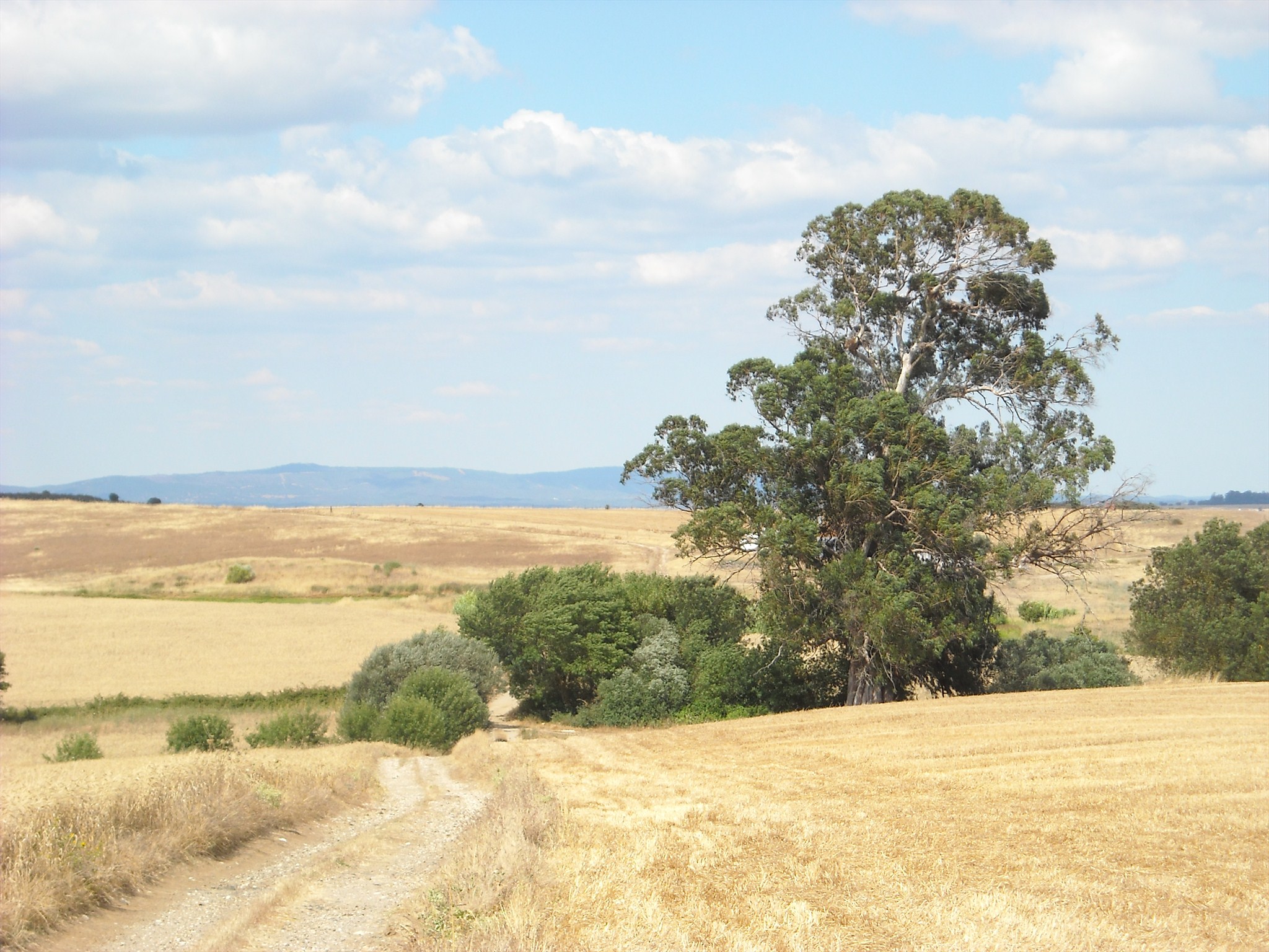 O eucalipto na paisagem