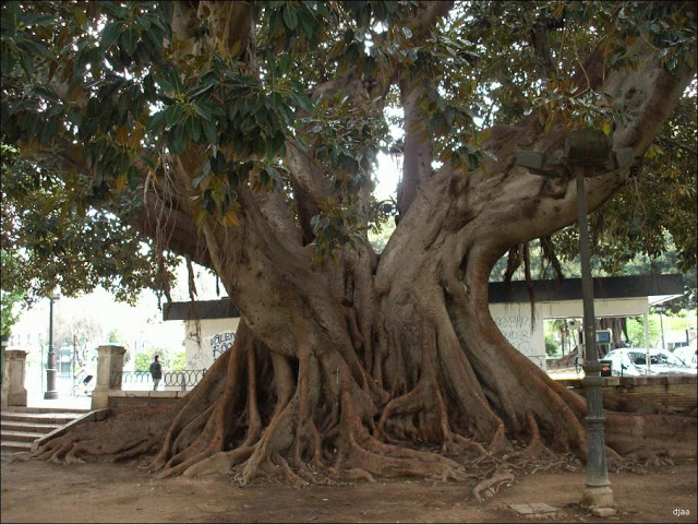 Ficus1