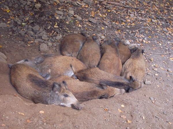 Selatka spi / Piglets sleeping