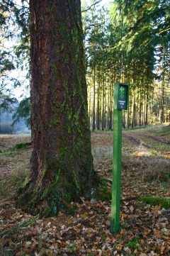 Douglaska označená jako významný strom