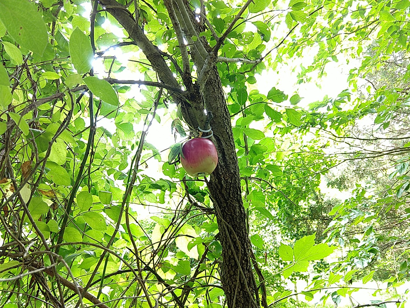 ManBear apple
