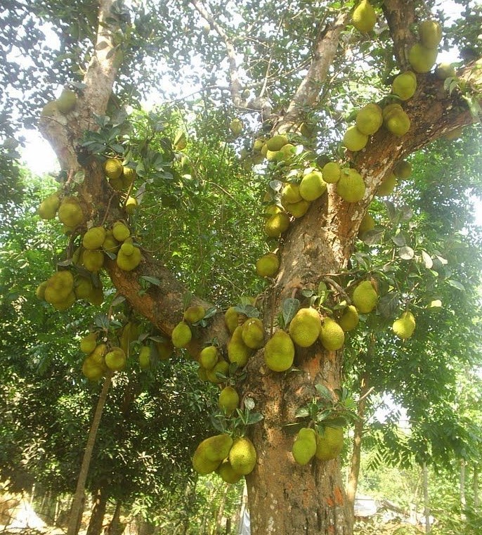Jackfrucht-Baum