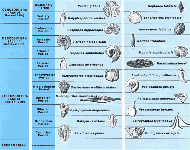 Index fossils