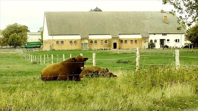 Angus-Rinder auf der Weide am Gut