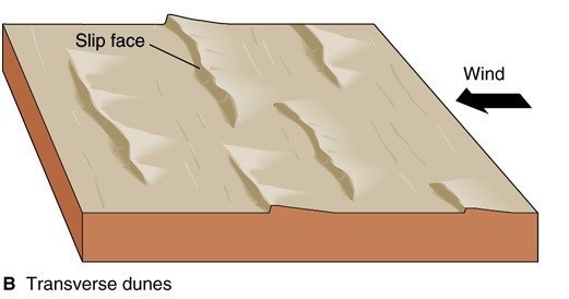 Dunes en forme transversales