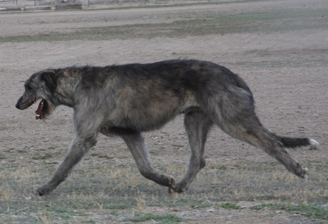 GC4GPRR Hound Group: Irish Wolfhound (Traditional Cache ...