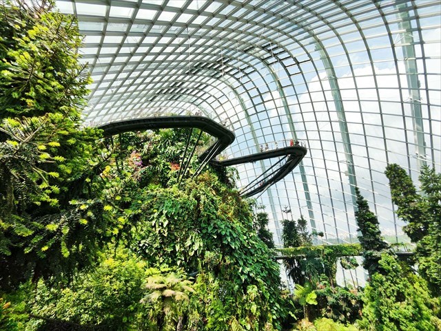 View inside the Cloud Forest Dome.