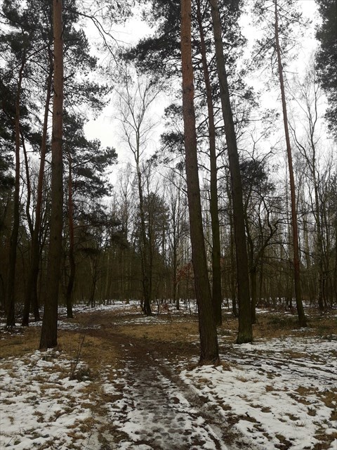 Las na Przylesiu