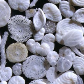 A small selection of forams