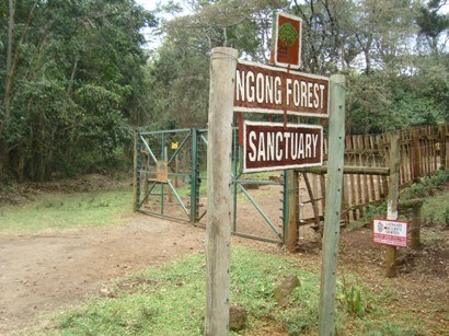 Image result for ngong forest