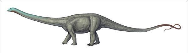 A rendering of how a Diplodocus Longus might have looked like.
