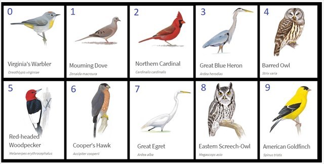 Birds Chart