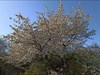 GC3Y7H8 - Lýda pod bíle kvetoucími stromy 