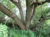 GC66DWM - Hlídací strom 