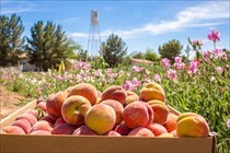 Mesa's Fresh Foodie Trail GeoTour Gallery