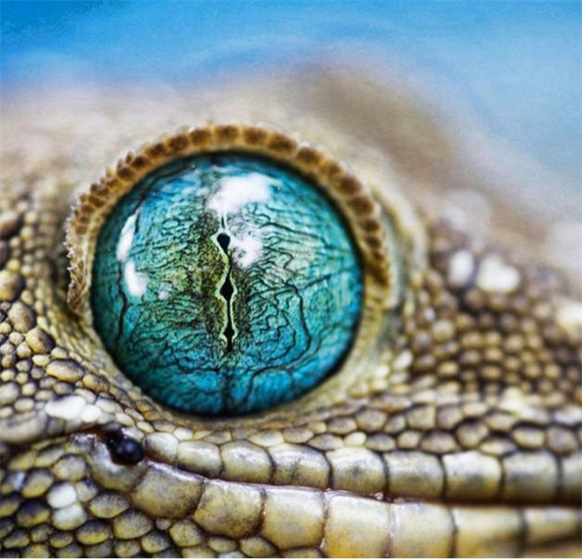 avatar de geo-geckos-07