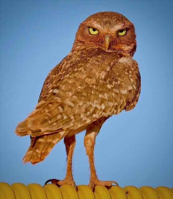 avatar de owlover