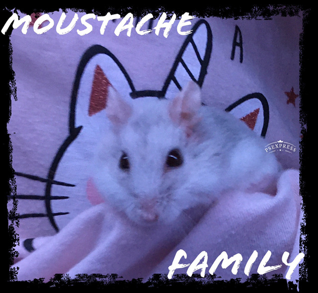 avatar de Moustache_Family