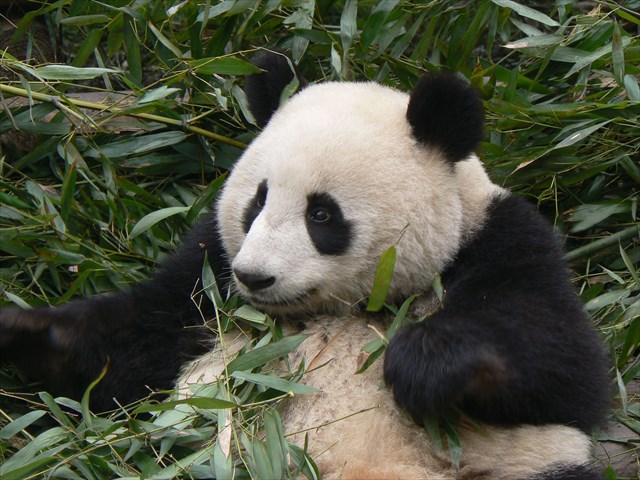 avatar de Les Pandas