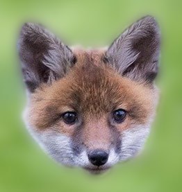 avatar de foxop