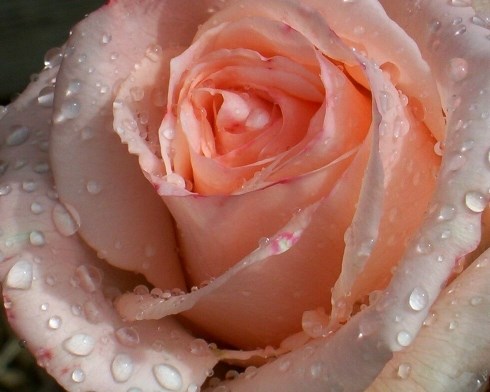avatar de Smell the Roses