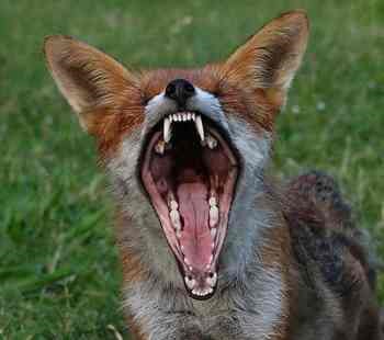 avatar de Wild-fox