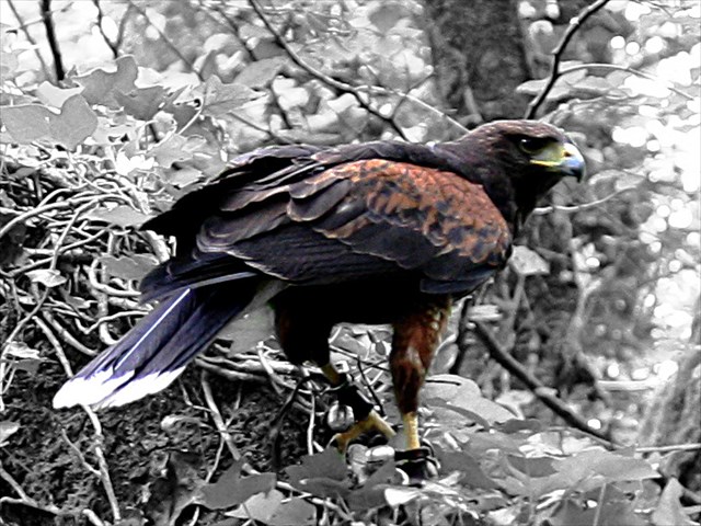 avatar de Harold's Hawks
