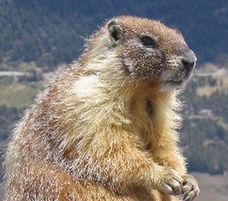 avatar de marmottecath