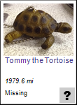 Tommy the Tortoise travel bug