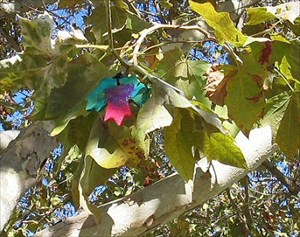 Leaf on a tree2