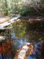Cedar Swamp Trail