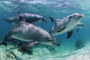 group-of-bottlenose-dolphins-underwater-photograph