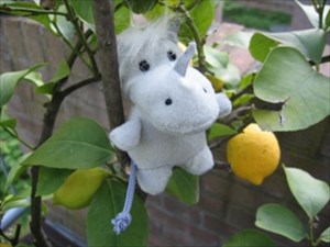 GER in lemon tree