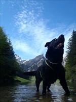 my doggie in Switzerland