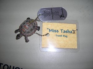 Miss Tasha II the Turtle