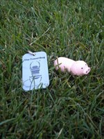 Piggy Released Into the Wild