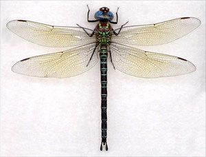 the dragonfly