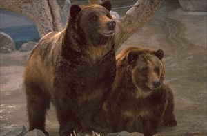 Bären-Brüder