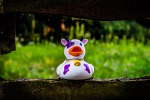 Cowduck